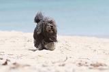 PETIT CHIEN LION 113